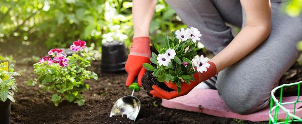 Close up of gardener planting flowers