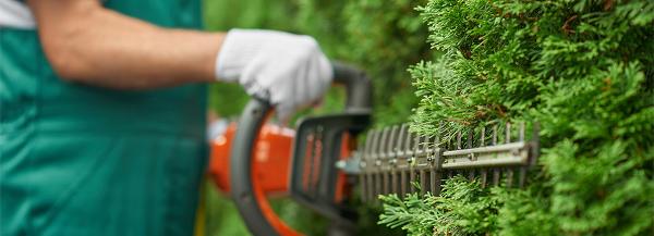 Close up of gardener trimming hedges